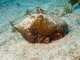 Giant Hermit Crab IMG 4874